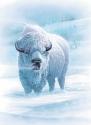 buffalogal