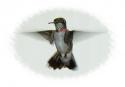 deelbee