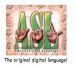 ASL users unite
